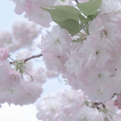 兽设星空场景创作福瑞交流群